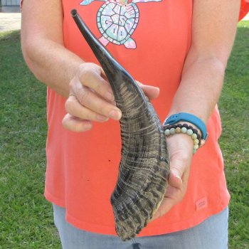 Buy this 15-1/4 inch Polished Sheep Horn Shofar  for $20