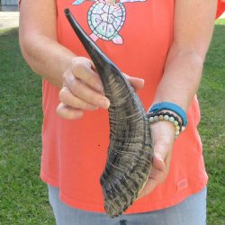 Buy this 15-1/4 inch Polished Sheep Horn Shofar  for $20