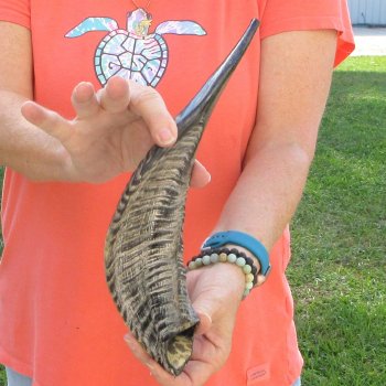 Buy this 15-1/4 inch Polished Sheep Horn Shofar  for $20
