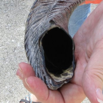 Buy this 15-1/4 inch Polished Sheep Horn Shofar  for $20