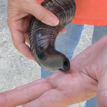 Buy this 15-1/4 inch Polished Sheep Horn Shofar  for $20