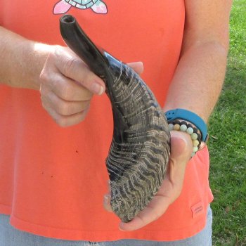 Buy this 15 inch Polished Sheep Horn Shofar  for $20