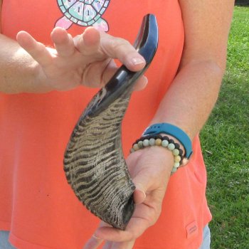 Buy this 15 inch Polished Sheep Horn Shofar  for $20