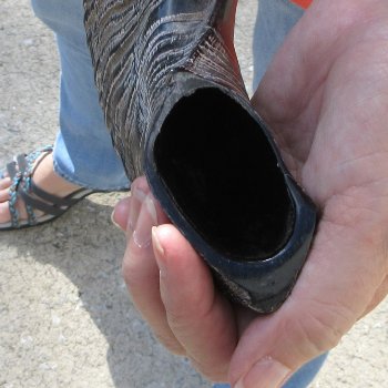 Buy this 15 inch Polished Sheep Horn Shofar  for $20