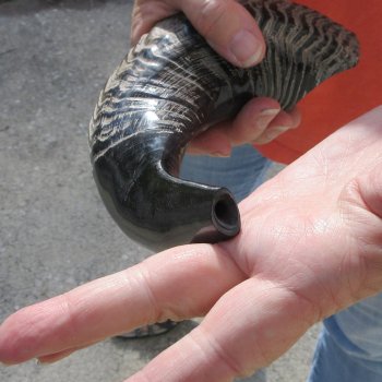 Buy this 15 inch Polished Sheep Horn Shofar  for $20