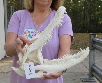This is a B-Grade Real Florida Alligator Skull, 16 inches, For Sale for $125