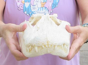 This is a B-Grade Real Florida Alligator Skull, 16 inches, For Sale for $125