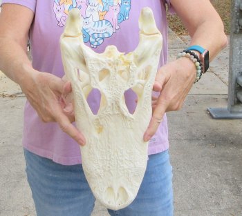 This is a B-Grade Real Florida Alligator Skull, 16 inches, For Sale for $125