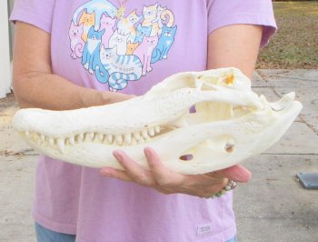 This is a B-Grade Real Florida Alligator Skull, 16 inches, For Sale for $125