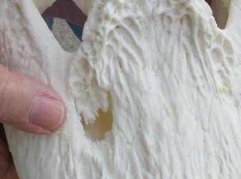 This is a B-Grade Real Florida Alligator Skull, 16 inches, For Sale for $125