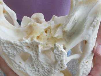 This is a B-Grade Real Florida Alligator Skull, 16 inches, For Sale for $125