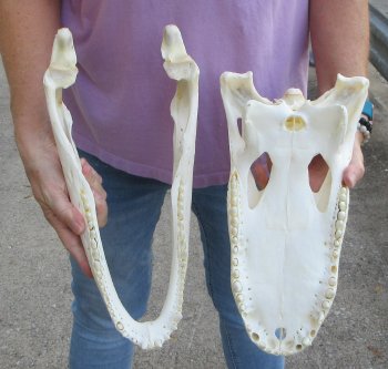 This is a B-Grade Real Florida Alligator Skull, 16 inches, For Sale for $125