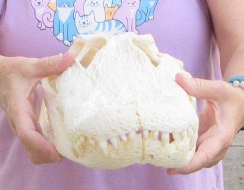 This is a B-Grade Real Florida Alligator Skull, 17-1/2 inches, For Sale for $140