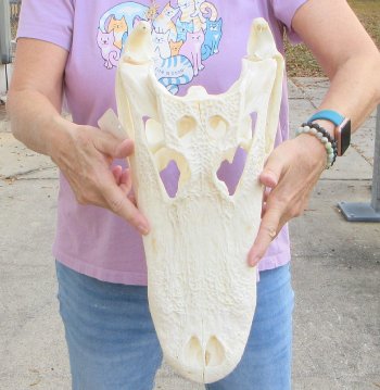 This is a B-Grade Real Florida Alligator Skull, 17-1/2 inches, For Sale for $140
