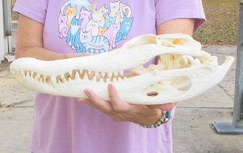 This is a B-Grade Real Florida Alligator Skull, 17-1/2 inches, For Sale for $140