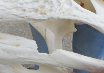 This is a B-Grade Real Florida Alligator Skull, 17-1/2 inches, For Sale for $140