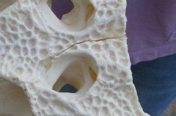 This is a B-Grade Real Florida Alligator Skull, 17-1/2 inches, For Sale for $140