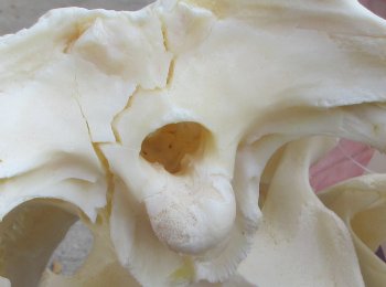 This is a B-Grade Real Florida Alligator Skull, 17-1/2 inches, For Sale for $140