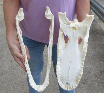 This is a B-Grade Real Florida Alligator Skull, 17-1/2 inches, For Sale for $140