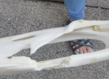This is a B-Grade Real Florida Alligator Skull, 17-1/2 inches, For Sale for $140