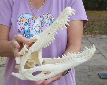 B-Grade Real Florida Alligator Skull, 13-1/2 inches, Buy Now for $80