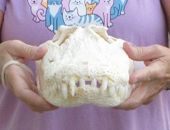 B-Grade Real Florida Alligator Skull, 13-1/2 inches, Buy Now for $80