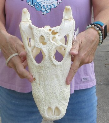 B-Grade Real Florida Alligator Skull, 13-1/2 inches, Buy Now for $80