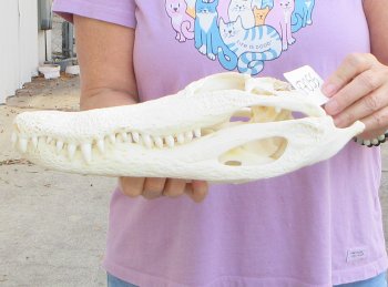 B-Grade Real Florida Alligator Skull, 13-1/2 inches, Buy Now for $80