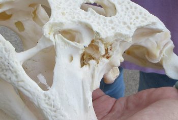 B-Grade Real Florida Alligator Skull, 13-1/2 inches, Buy Now for $80