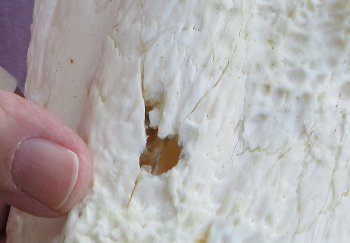 B-Grade Real Florida Alligator Skull, 13-1/2 inches, Buy Now for $80