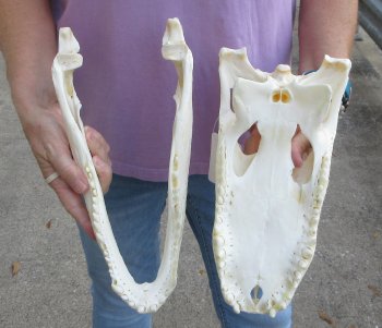 B-Grade Real Florida Alligator Skull, 13-1/2 inches, Buy Now for $80