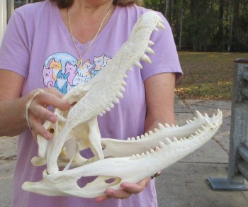 For Sale B-Grade Real Florida Alligator Skull, 16-1/2 inches for $125
