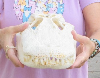 For Sale B-Grade Real Florida Alligator Skull, 16-1/2 inches for $125