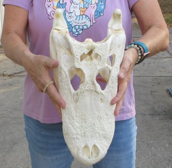 For Sale B-Grade Real Florida Alligator Skull, 16-1/2 inches for $125