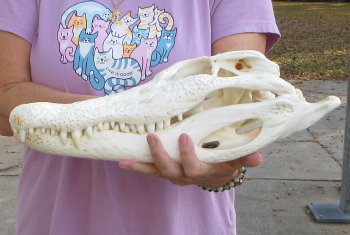 For Sale B-Grade Real Florida Alligator Skull, 16-1/2 inches for $125