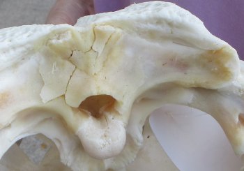 For Sale B-Grade Real Florida Alligator Skull, 16-1/2 inches for $125