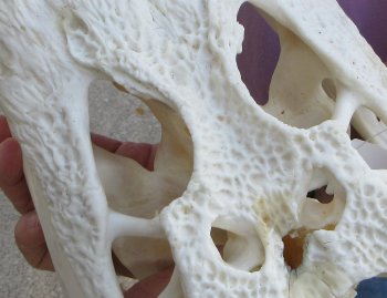 For Sale B-Grade Real Florida Alligator Skull, 16-1/2 inches for $125