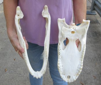 For Sale B-Grade Real Florida Alligator Skull, 16-1/2 inches for $125