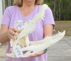 This is a B-Grade Real Florida Alligator Skull, 17 inches, For Sale for $125