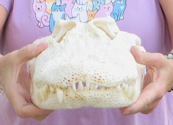 This is a B-Grade Real Florida Alligator Skull, 17 inches, For Sale for $125