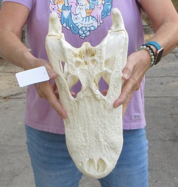 This is a B-Grade Real Florida Alligator Skull, 17 inches, For Sale for $125