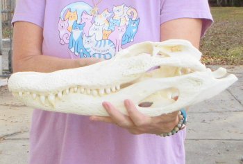 This is a B-Grade Real Florida Alligator Skull, 17 inches, For Sale for $125
