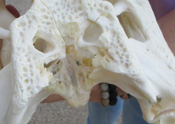 This is a B-Grade Real Florida Alligator Skull, 17 inches, For Sale for $125