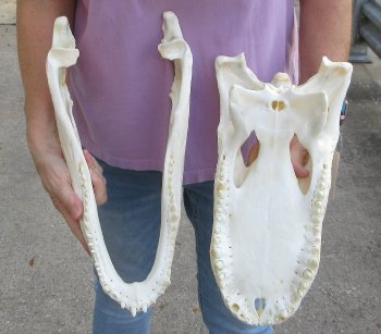 This is a B-Grade Real Florida Alligator Skull, 17 inches, For Sale for $125