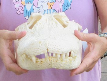 B-Grade Real Florida Alligator Skull, 17-1/2 inches, Buy Now for $125