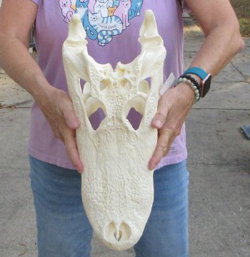 B-Grade Real Florida Alligator Skull, 17-1/2 inches, Buy Now for $125
