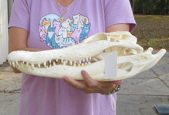 B-Grade Real Florida Alligator Skull, 17-1/2 inches, Buy Now for $125