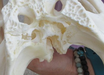 B-Grade Real Florida Alligator Skull, 17-1/2 inches, Buy Now for $125