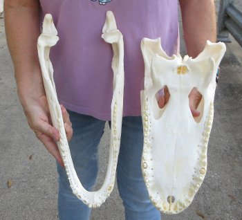 B-Grade Real Florida Alligator Skull, 17-1/2 inches, Buy Now for $125
