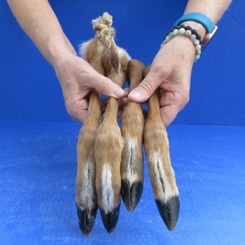 4 Preserved Deer Legs, 12" to 16" -  for $50